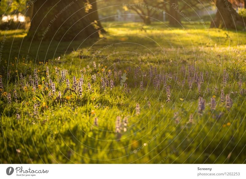 Die letzten Strahlen... | UT Köln Natur Landschaft Pflanze Sonnenaufgang Sonnenuntergang Sonnenlicht Frühling Sommer Schönes Wetter Baum Blume Gras Sträucher