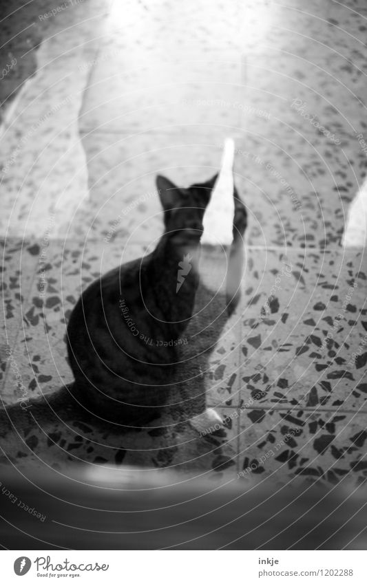 Katzenleben Häusliches Leben Menschenleer Terrasse Fenster Glastür Glasscheibe Haustier 1 Tier hocken Blick warten Reflexion & Spiegelung Schwarzweißfoto
