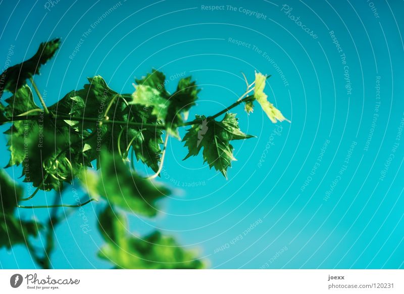 Das ist der Wahrheit Außenaufnahme mehrfarbig Färbung grün Pflanze Ranke Sträucher türkis Weinblatt Sommer Himmel blau echte weinrebe hell himmelsblick