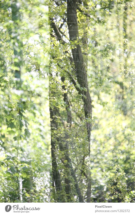 Märchenwald Lifestyle Design exotisch Ferien & Urlaub & Reisen Tourismus Ausflug Sommer Landwirtschaft Forstwirtschaft Kunst Natur Landschaft Tier Pflanze Baum
