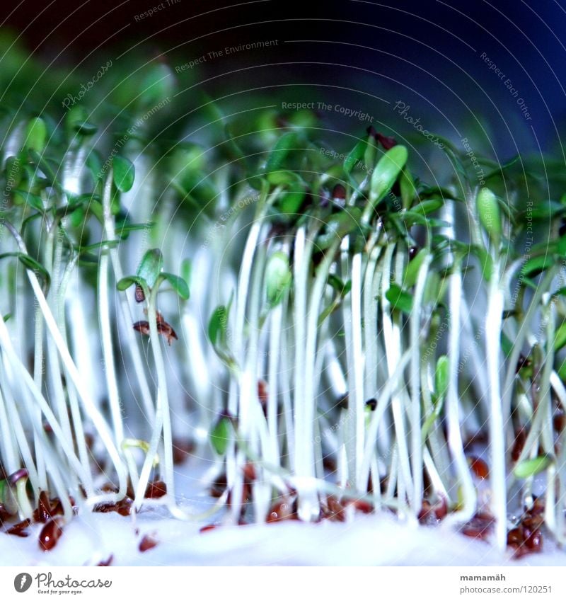 Kresse Reifezeit Wachstum Watte bitter lecker grün Gesundheit Aussaat Gemüse Samen Ernährung Stengel wegfahren Erfinden ausstreuen