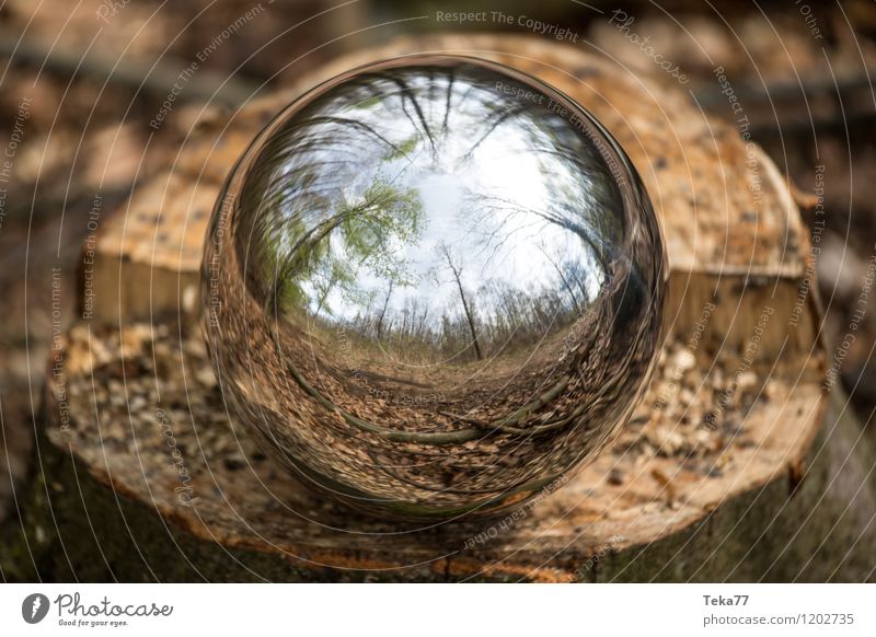 Waldkugel Umwelt Natur Klimawandel Baum Abenteuer ästhetisch Kugel Reflexion & Spiegelung Farbfoto Außenaufnahme
