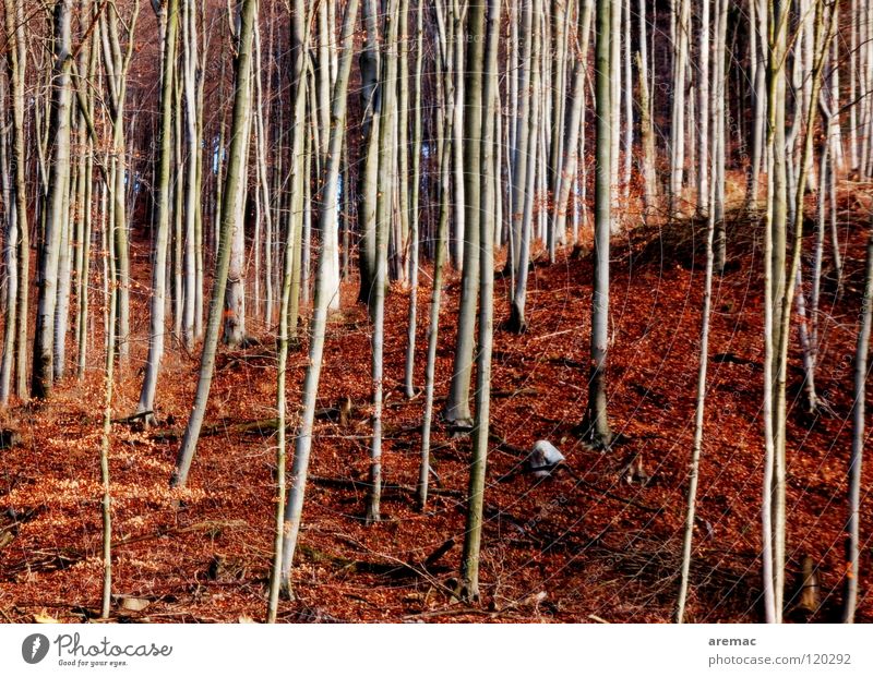 Der Wald vor lauter Bäumen Baum Blatt braun Buche wandern Bodenbelag Landschaft Natur Spaziergang