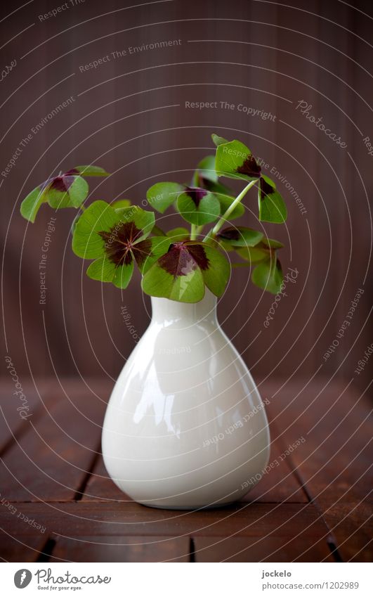 Die Eva wieder Natur Pflanze Sommer Blatt Grünpflanze genießen positiv braun grün weiß Glück Kleeblatt Vase Farbfoto Außenaufnahme Detailaufnahme