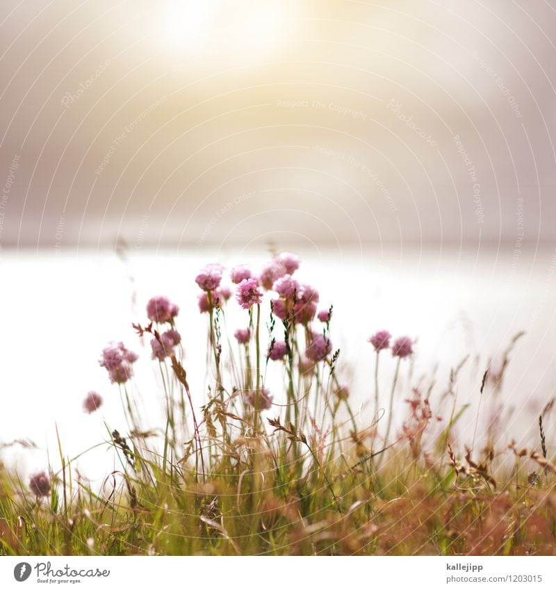 vielen dank für die blumen... Umwelt Natur Landschaft Luft Wasser Himmel Sonne Sonnenlicht Pflanze Blume Gras Küste Seeufer Strand Bucht Fjord Blühend Grasnelke