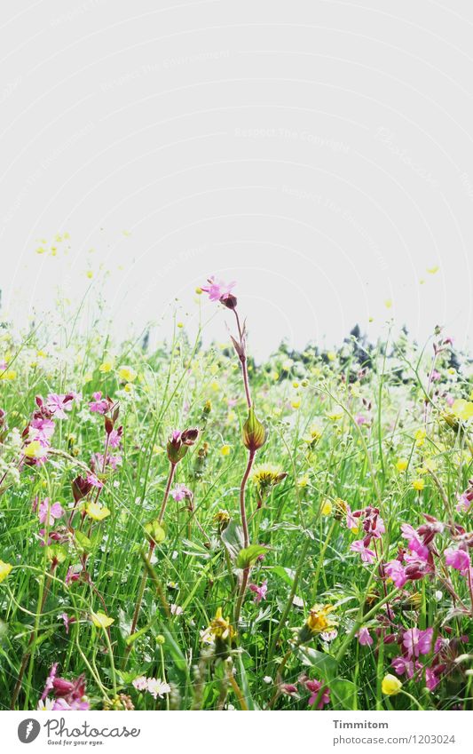 Irgendwo im Allgäu (4). Umwelt Natur Pflanze Himmel Blume Gras Blüte Wiese Hügel Blühend Wachstum gelb grün violett Gefühle Lebensfreude Farbfoto mehrfarbig