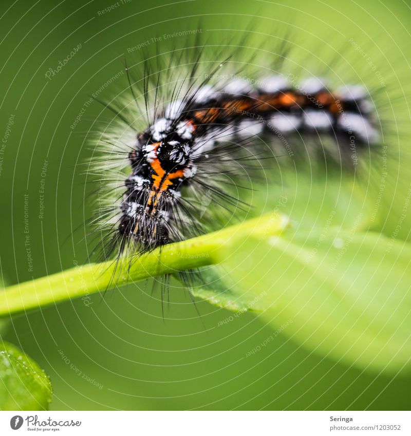 Was für ein Spinner Tier Wildtier Schmetterling Wurm Tiergesicht 1 ästhetisch authentisch elegant hässlich Raupe Farbfoto mehrfarbig Außenaufnahme Nahaufnahme
