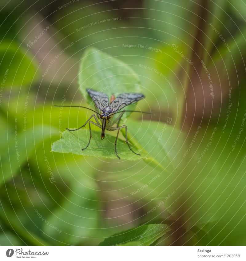 Pause ( Skorpionsfliege ) Tier Schmetterling Tiergesicht 1 fliegen krabbeln Blick blau braun mehrfarbig gelb grau grün schwarz silber Motte Farbfoto
