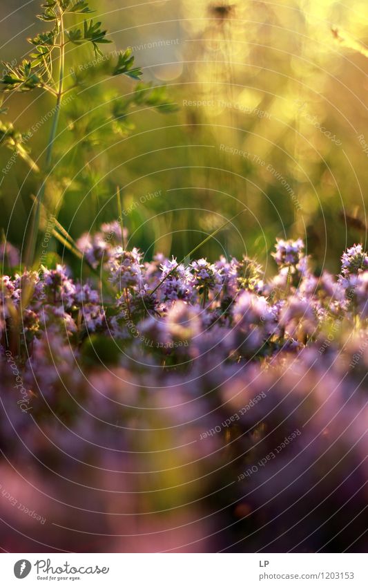 lila Kräuter Umwelt Natur Tier Gras Blüte Wildpflanze exotisch fantastisch fest Glück nah Wärme wild mehrfarbig violett Gefühle Freude Frühlingsgefühle
