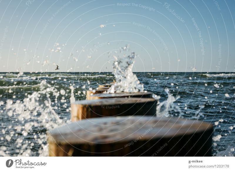 Das Meer Natur Landschaft Luft Wasser Strand Nordsee Ostsee Vogel maritim nass Leben blau Farbfoto Außenaufnahme Menschenleer Textfreiraum oben Tag Sonnenlicht