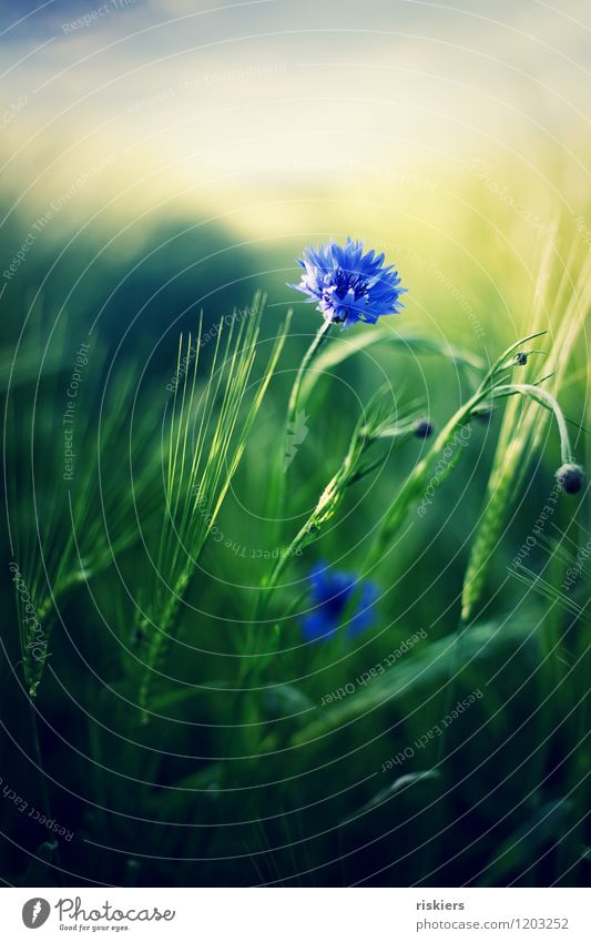 kornblumenblau Umwelt Natur Pflanze Sonne Frühling Sommer Schönes Wetter Blume Kornblume Feld Blühend frisch schön wild grün Farbfoto Außenaufnahme Menschenleer