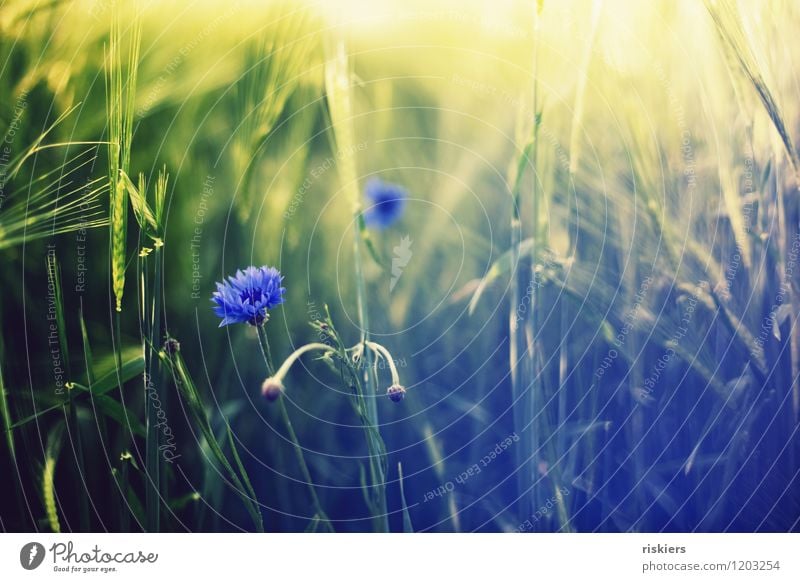 kornblumenblau ii Umwelt Natur Landschaft Pflanze Sommer Schönes Wetter Feld Kornblume Blühend leuchten frisch Farbfoto Außenaufnahme Menschenleer Tag Abend
