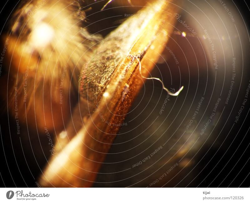 Experimental 2 Insekt Biene Staub Licht Makroaufnahme Nahaufnahme Haare & Frisuren Fusel abstract