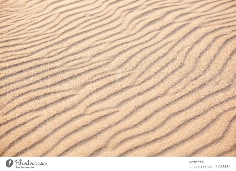 Sand Erde Strand Wüste Wärme gelb gold Strukturen & Formen Spuren Farbfoto Außenaufnahme Menschenleer Tag Starke Tiefenschärfe