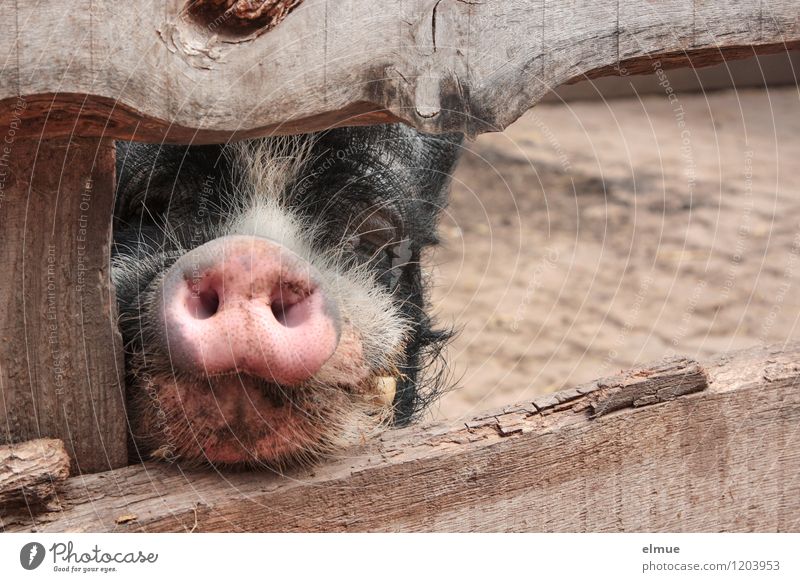 Hast du was zu fressen dabei? Nutztier Schwein Eber Steckdose Glücksbringer beobachten Kommunizieren warten dreckig natürlich Neugier klug rosa schwarz