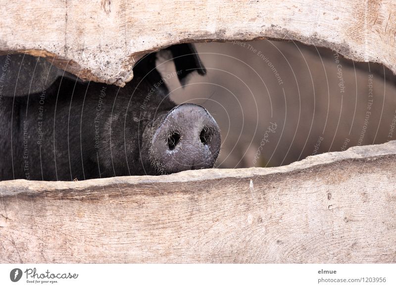 Was geht? Nutztier Schwein 1 Tier Steckdose Glücksbringer beobachten Traurigkeit glänzend Neugier schwarz Tierliebe Romantik friedlich authentisch Wohlgefühl