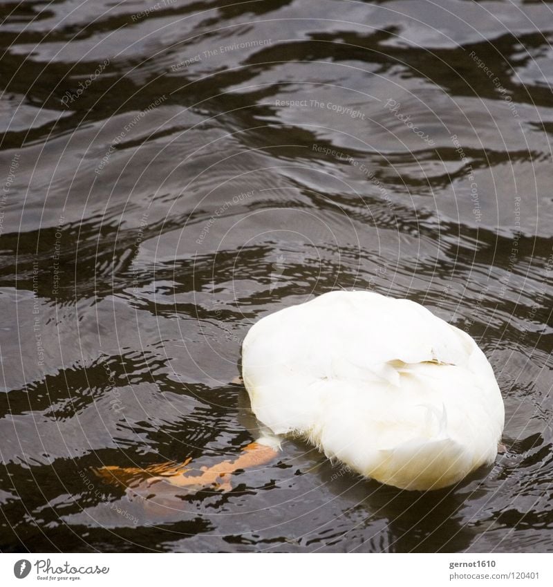 The Diver Gans Teich weiß schwarz gelb Schwimmhilfe tauchen Vogel Peking Öffentlicher Dienst Angst Panik Ente Wasser Fluss Feder Süß/Sauer Im Wasser treiben