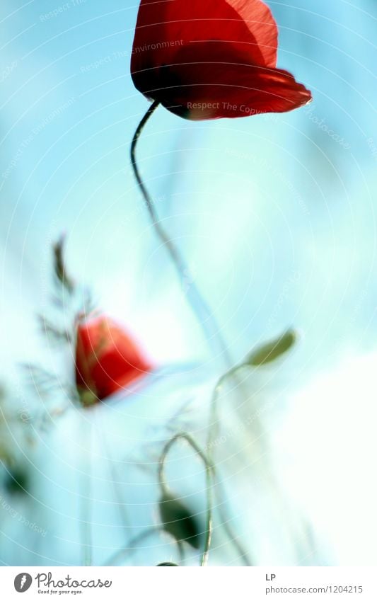 rot Umwelt Natur Pflanze Urelemente Erde Luft Himmel Blume Blatt Mohn Mohnblüte schön einzigartig lang nah natürlich Originalität positiv Wärme weich türkis