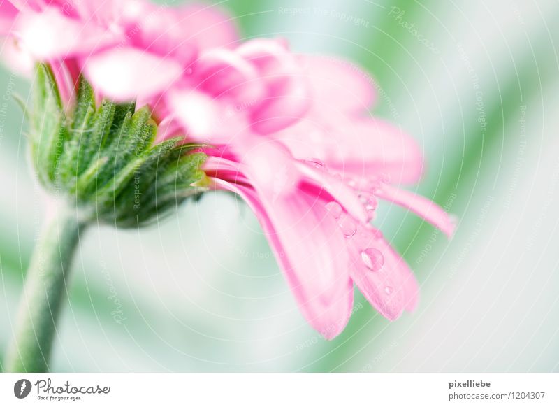 Pink Gerbera mit Wassertropfen Garten Gartenarbeit Natur Pflanze Frühling Sommer Regen Blume Blüte Wiese Blumenstrauß Blühend hell nass natürlich grün rosa Farn