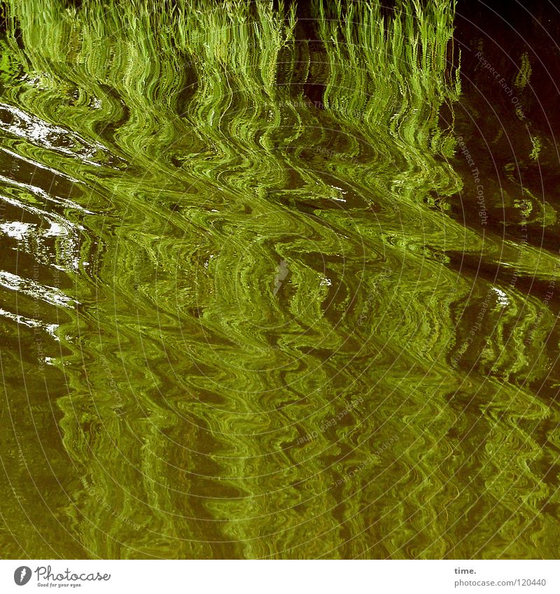 Wasserkraft Wellen Trauerweide grün hängen gleiten Muster Bootsfahrt Baum Vergänglichkeit Bewegung Dynamik