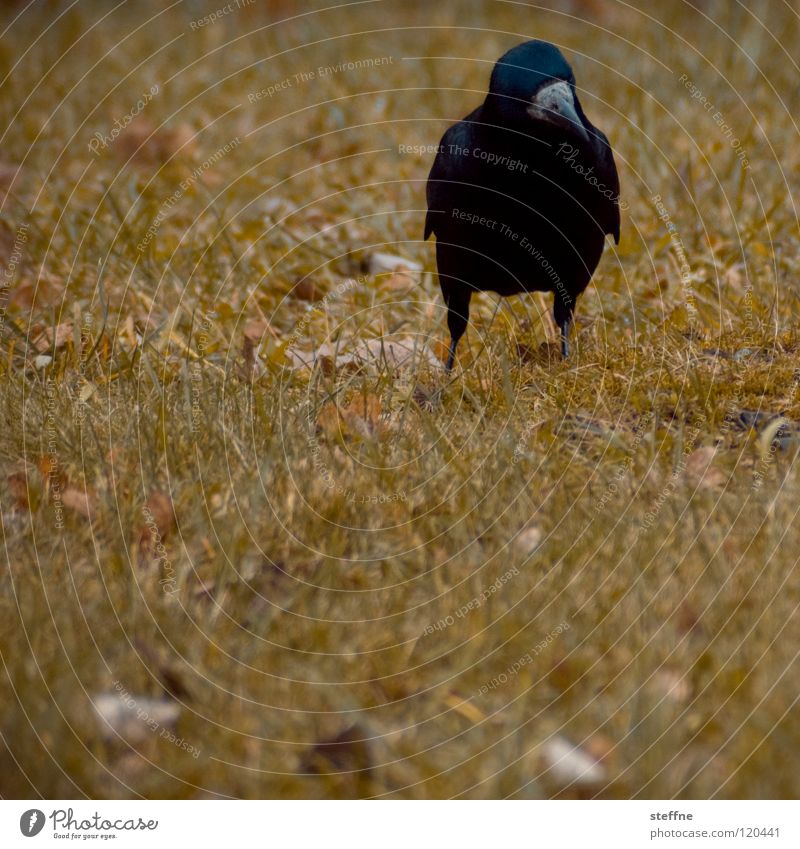 Sonntagsspaziergang Vogel Rabenvögel Krähe schwarz weiß gelb grün rot Spaziergang Wiese Gras Baum Herbst Physik kalt ruhig Einsamkeit Feder Schnabel unterwegs