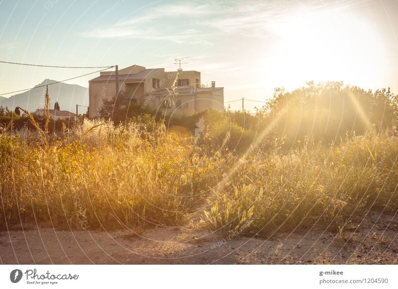 Mediterranes Haus Natur Landschaft Sonne Sommer Dorf hell trocken Wärme gold ruhig Korsika Mittelmeer Wüste heiß Sonnenuntergang Häusliches Leben Farbfoto
