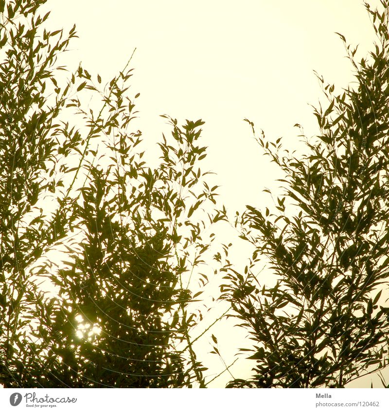 Winterbambus Pflanze Asien Fernost Panda Beleuchtung Wintersonne Farblosigkeit grün kalt 3 gegen Park Japan Bambusrohr Gartenbambus Immergrüne Pflanzen Himmel
