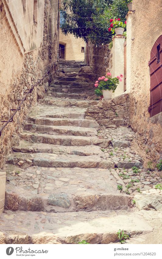 Mediterrane Wege Dorf Altstadt Architektur Treppe gelb Korsika Insel mediterran Gasse Reisefotografie Blume Wege & Pfade Farbfoto Außenaufnahme Menschenleer Tag