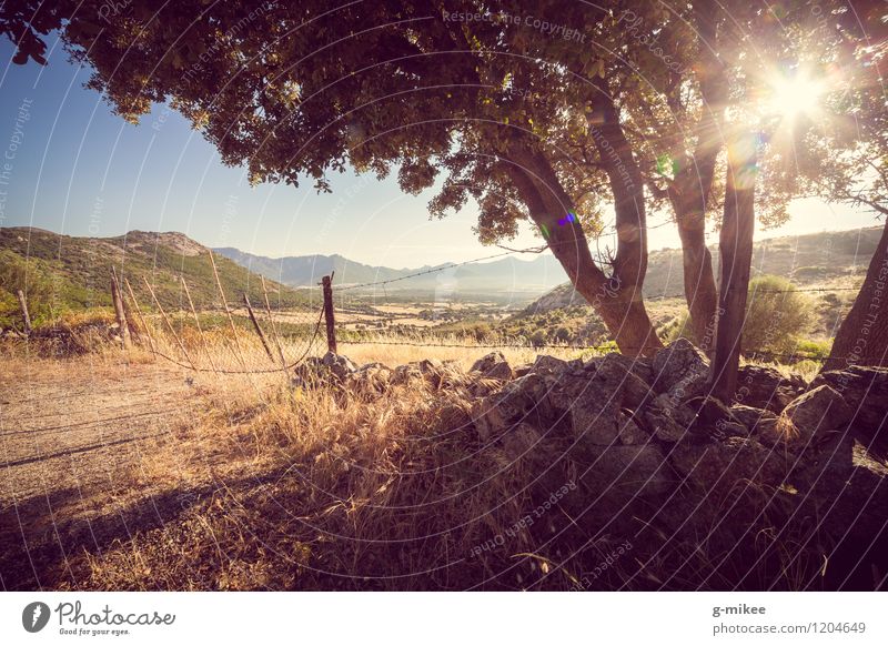 Korsika Natur Landschaft Erde Sommer Schönes Wetter Wärme Baum Hügel Ferien & Urlaub & Reisen blau gelb Warmherzigkeit Fernweh Reisefotografie Insel Sonne