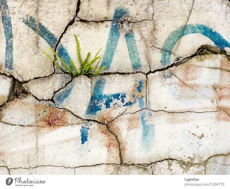 Jetzt reissts ab Bapa ;-) Umwelt Natur Pflanze Farn Haus Mauer Wand Fassade Stein Sand Beton Zeichen Schriftzeichen Graffiti alt wählen Aggression ästhetisch