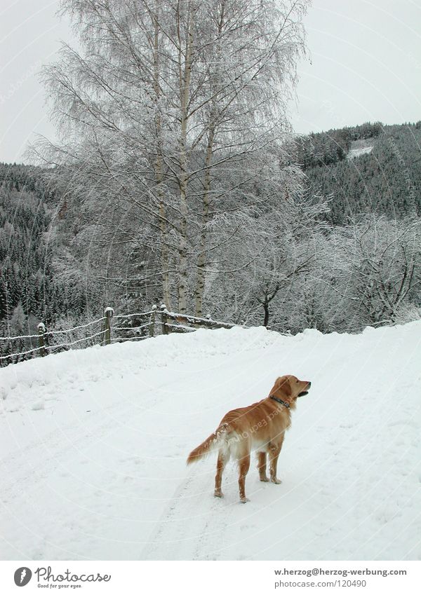 Hund im Winter1 Wald Golden Retriever Freizeit & Hobby Tier Säugetier Schnee Berge u. Gebirge