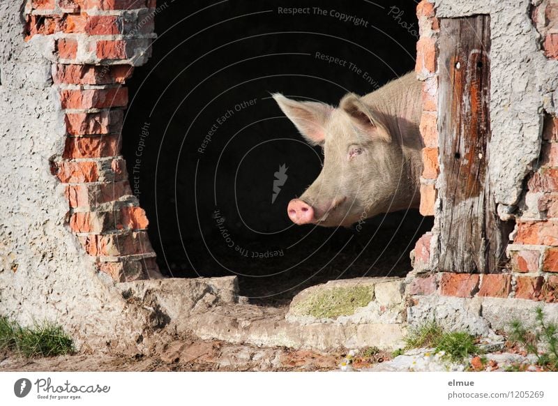 Und jetzt? Nutztier Schwein 1 Tier Glücksbringer Mut Tatendrang klug Steckdose beobachten Blick träumen Coolness dreckig rosa Zufriedenheit Lebensfreude
