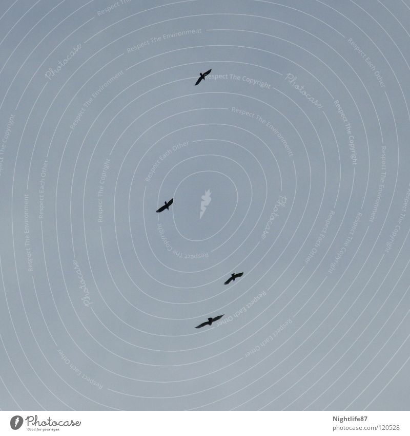 vier Vögel Vogel 4 Falken Schweben gleiten Wolken Spannweite Wind Luft hoch Formation Spielen Jagd Freude mauersegler Himmel fliegen Freiheit Flügel