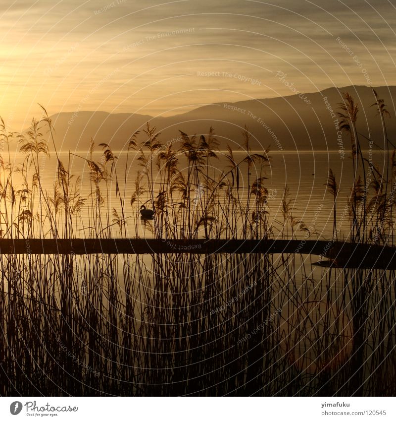 Fanel 2 Sonnenuntergang Natur lake mountain reed ochre shadow beautiful