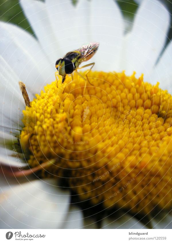 Lasse Schweben Schwebfliege Insekt klein Blume Margerite Rüssel saugen gelb Fertilisation schwarz weiß gestreift Tarnung Sommer Fressen Pflanze Tier