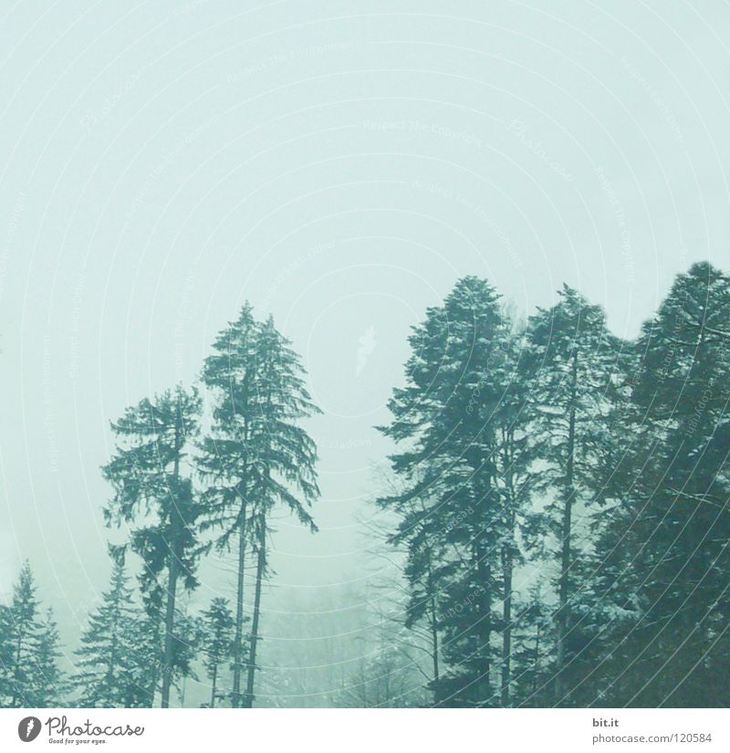 Tannen Baum Wald Winter kalt Nebel Schwarzwald Baumkrone Tannenzweig Ferne Berghang steil weiß Freizeit & Hobby Hintergrundbild Horizont Einsamkeit Sauberkeit