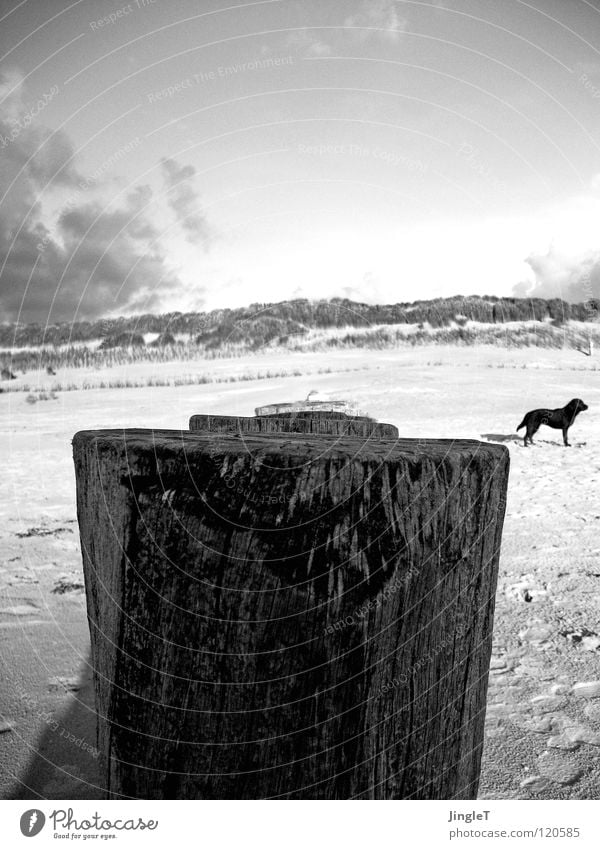 erdkrümmung Strand Küste Meer See Gewässer Gras Gezeiten Wellen Holz Wolken Hund schwarz weiß Einsamkeit ruhig Gedanke Erneuerung Erfahrung Druckerzeugnisse