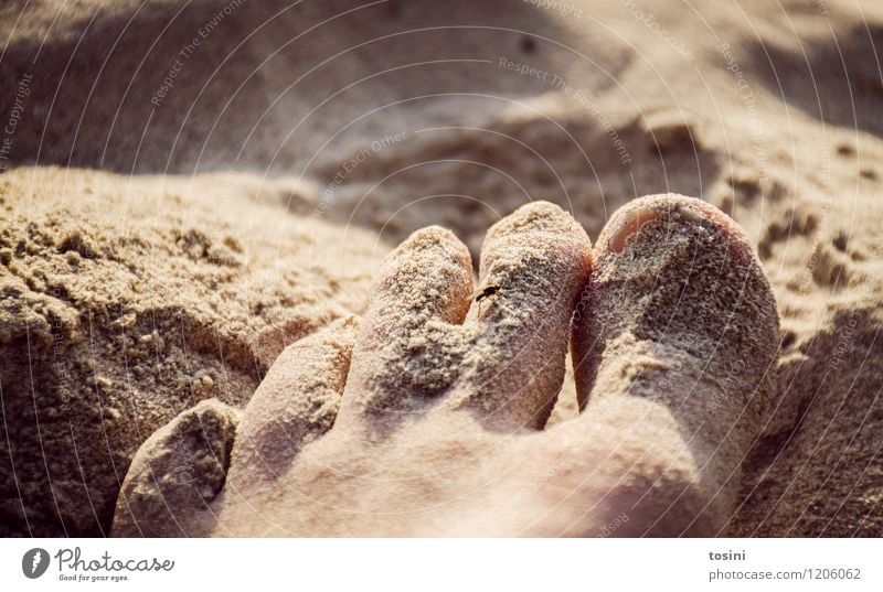 Suchbild Fuß ästhetisch Zehen Zehennagel Sand Sommer Fliege Haut klein Größenunterschied Stechmücke Farbfoto Außenaufnahme Textfreiraum oben Sonnenlicht