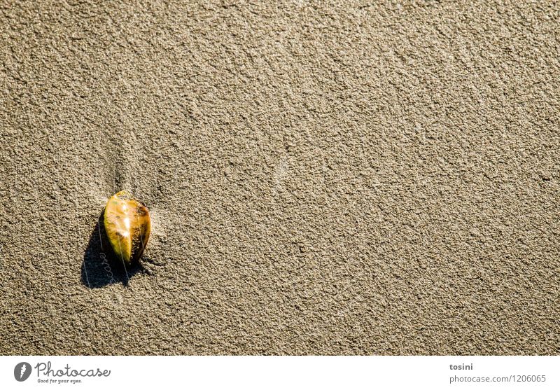 Minimalismus Umwelt Natur gelb Blatt Boden Sand Strand minimalistisch Einsamkeit einzeln Schatten separat außergewöhnlich nass feucht Sonnenlicht