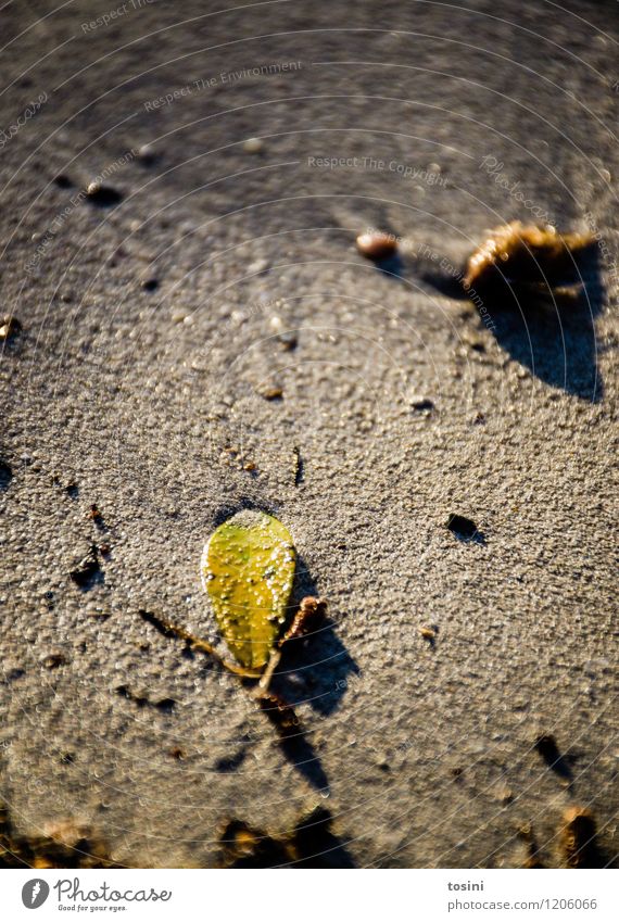 Platt Umwelt Natur Sand Blatt gelb grün Einsamkeit separat nass feucht Strand Farbfoto Außenaufnahme Detailaufnahme Textfreiraum oben Tag Abend Schatten
