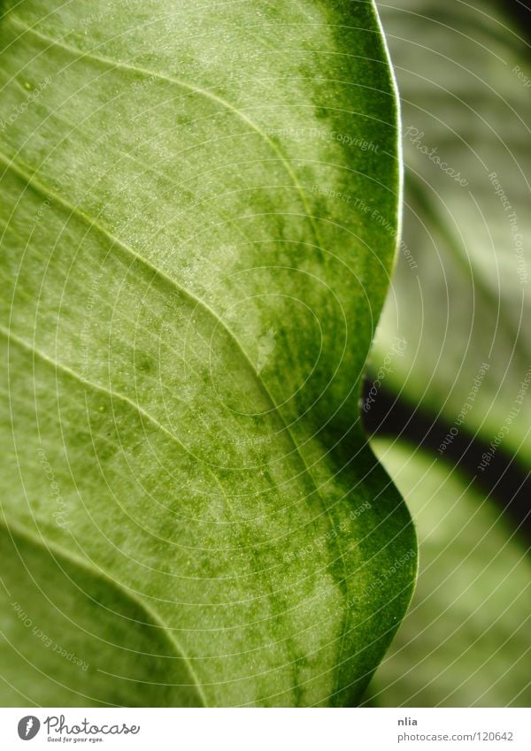 Grüne Blätter grün Blatt Pflanze harmonisch Sträucher Natur