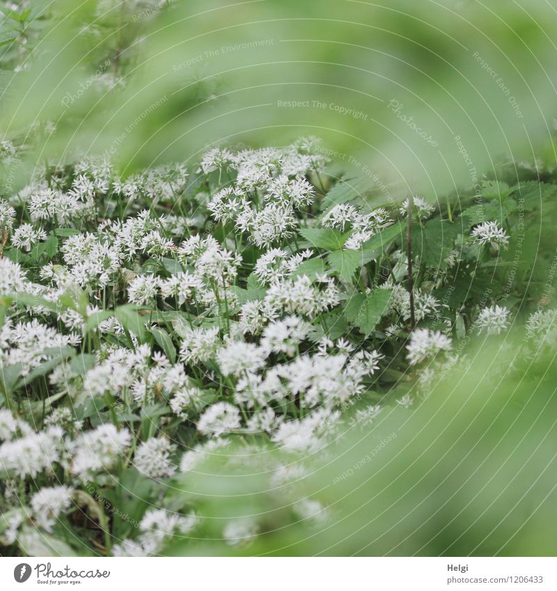 im Bärlauchwald... Umwelt Natur Landschaft Pflanze Frühling Blume Blatt Blüte Wildpflanze Wald Blühend Wachstum außergewöhnlich Duft frisch Gesundheit schön
