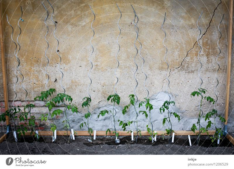 11 Freunde Lifestyle Freizeit & Hobby Häusliches Leben Garten Gartenarbeit Sommer Nutzpflanze Tomatenplantage Tomatenpflanze Stab Tomatenstangen Wachstum frisch