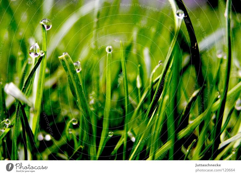 Aus der Ameisensicht Gras Halm Wassertropfen unten Morgen Tau saftig grün grasgrün Rasenmäher Frieden Halm Halme Bodenbelag
