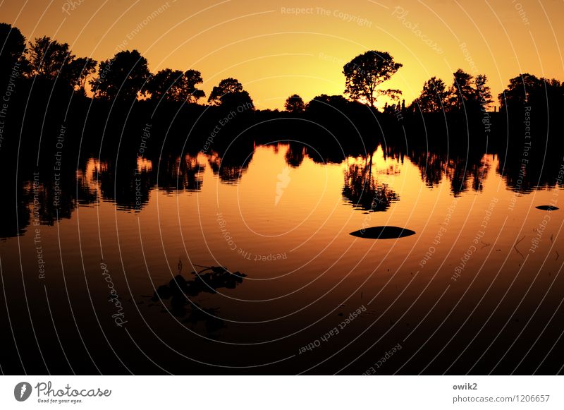 In den Abend Sonne Umwelt Natur Landschaft Pflanze Wasser Wolkenloser Himmel Horizont Klima Schönes Wetter Wärme Baum Seeufer Bernsdorfer See leuchten gelb