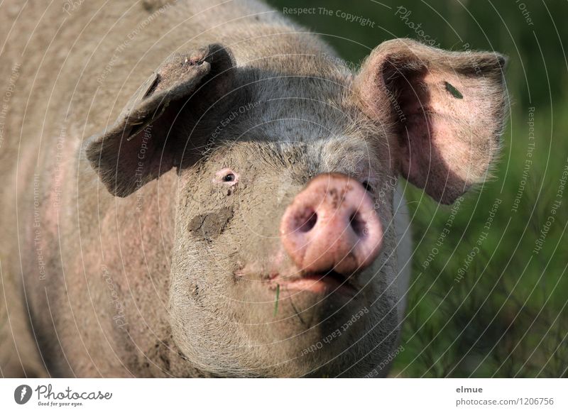 Mit Gurkenscheiben sähe es doch doof aus! Gesichtsmaske Tier Nutztier Schwein 1 Glücksbringer Sauberkeit Reinlichkeitszwang Steckdose genießen Kommunizieren