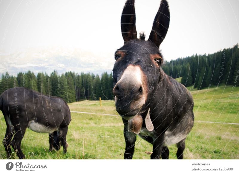 Donkey Portrait Ferien & Urlaub & Reisen Ausflug Sommerurlaub Berge u. Gebirge Natur Landschaft Tier Wiese Wald Hügel Alpen Tiergesicht Fell 2 Tierpaar Neugier
