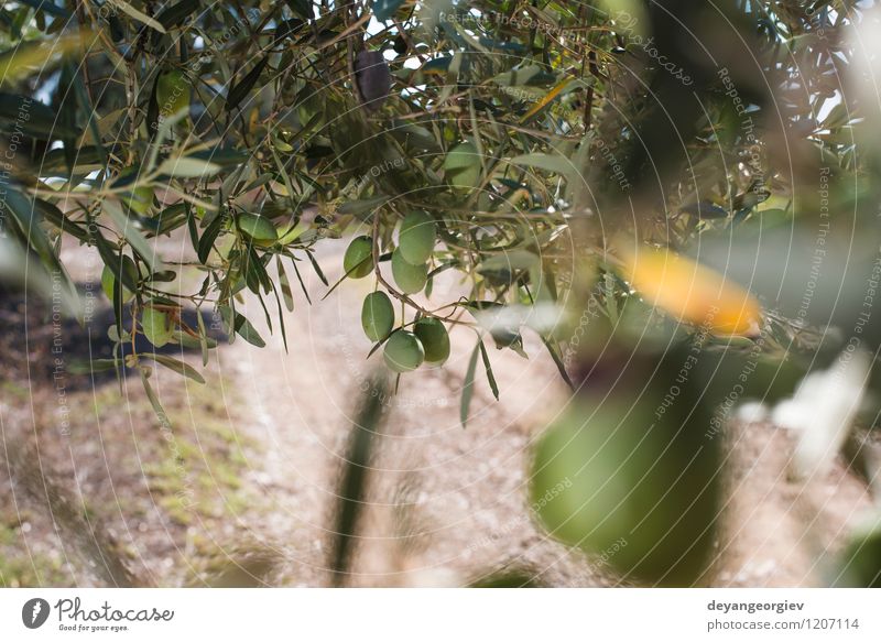 Olivenzweige im Vordergrund. Gemüse Frucht Garten Natur Landschaft Pflanze Baum Blatt frisch natürlich grün oliv Ast mediterran Schonung Lebensmittel Hain
