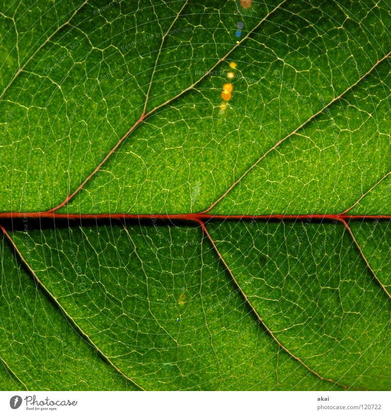Das Blatt 25 Pflanze grün Botanik Pflanzenteile pflanzlich Makroaufnahme Nahaufnahme Natur Blattadern Blattunterseite verzweigt Grünpflanze Kirschbaumblatt