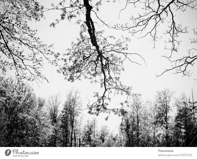 Im Wald. Ausflug Umwelt Natur Pflanze Himmel ästhetisch einfach natürlich grau schwarz Gefühle Größe beeindruckend Schwarzweißfoto Außenaufnahme Menschenleer